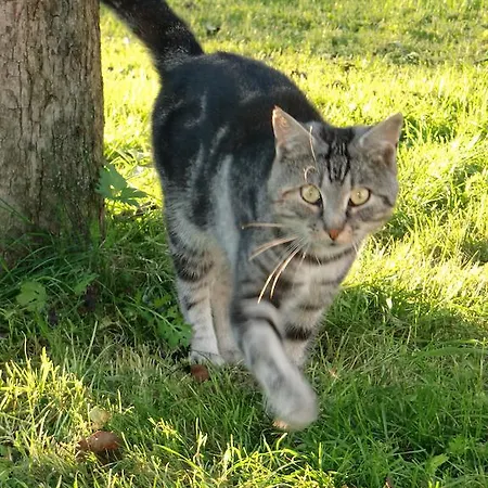 Séjour à la ferme Tischlergut *