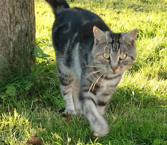 Agroturismo Tischlergut *